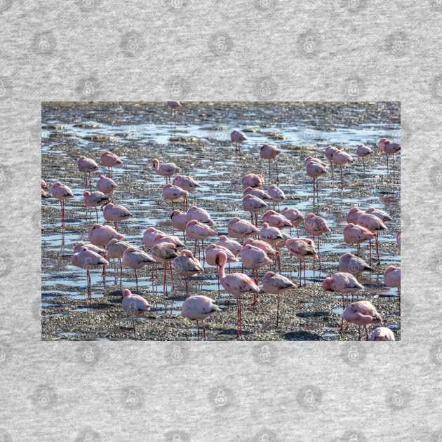 Namibia. Walvis Bay. Another Flamboyance of Flamingos. by vadim19